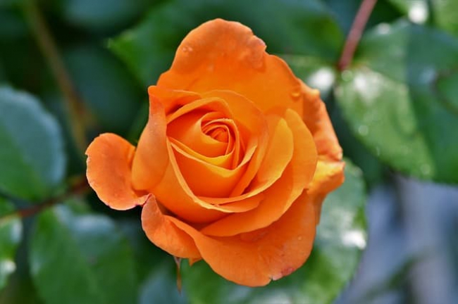 ý nghĩa hoa hồng cam