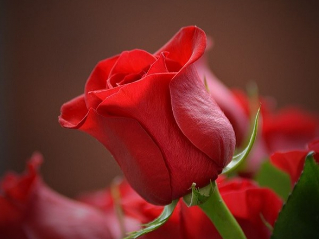 y nghĩa Hoa hồng đỏ